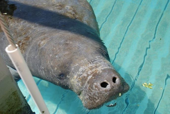 Cold stressed manatee in rehab at Jacksonville Zoo