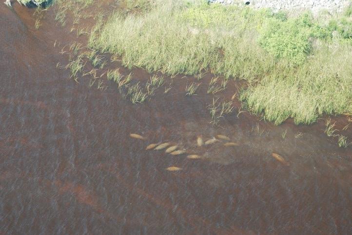 Mating group in St. Johns River, Duval, FL.